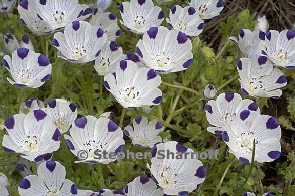 nemophila maculata 3 graphic